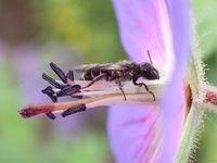 Biene auf lila bl&uuml;te (3) status