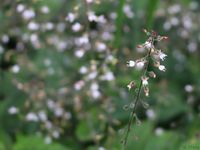 Blumenwiese mit und ohne Insekten (2) status