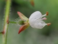 Blumenwiese mit und ohne Insekten (4) status