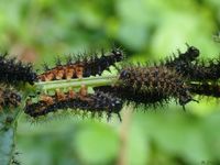 Landk&auml;rtchen (Schmetterling)