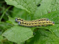 Kohlwei&szlig;ling (Schmetterling)