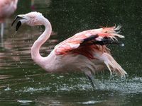 Rheine Zoo August (2) status