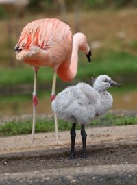 Rheine Zoo August (22) status