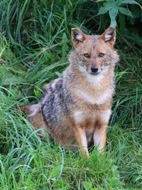 Rheine Zoo August (27) Status