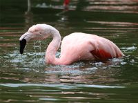 Rheine Zoo August (3) status