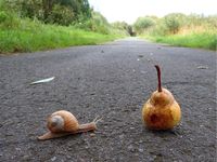 Schnecke auf Birne (2) status