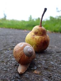 Schnecke auf Birne (4) status