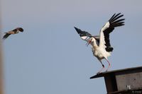 Falke gegen Storch